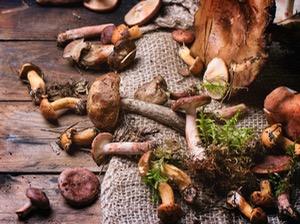 Houbový podzim: tradiční recepty s houbami