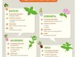 Infografika: Nejpoužívanější bylinky v kuchyni i jako lék