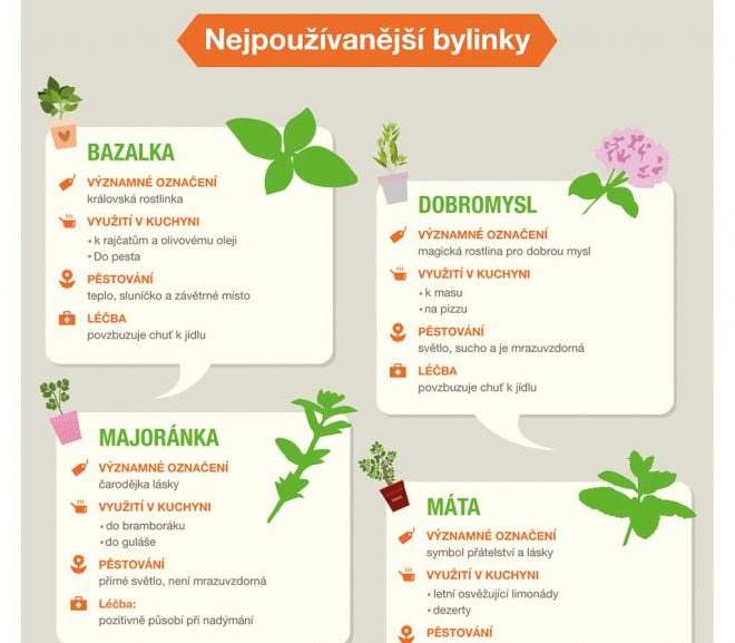 Infografika: Nejpoužívanější bylinky v kuchyni i jako lék