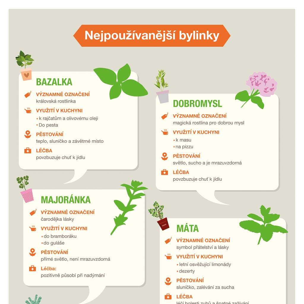 Infografika: Nejpoužívanější bylinky v kuchyni i jako lék