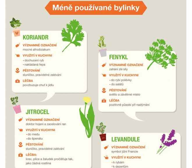 Infografiky: Méně používané bylinky v kuchyni