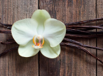 Vanilka: exotické koření Aztéků, které oceníme v kuchyni i domácí lékárně